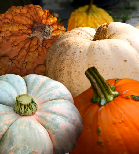 Heirloom Pumpkins